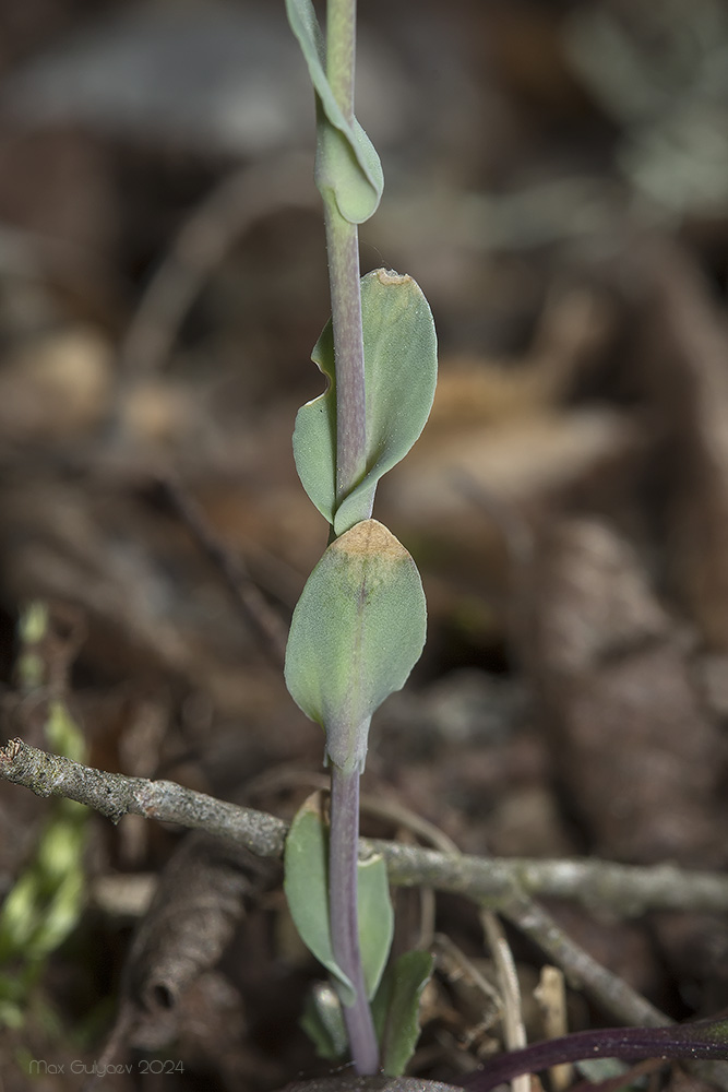 Изображение особи Noccaea macrantha.