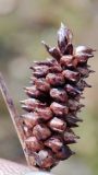 Carex rotundata