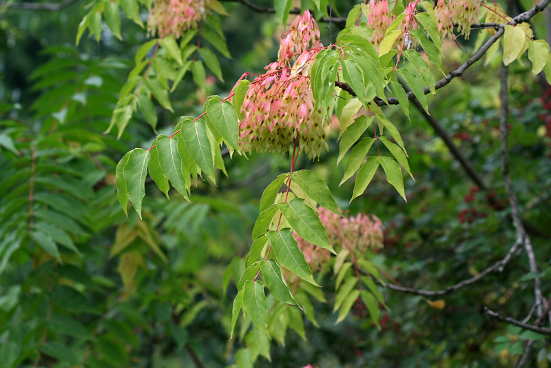 Image of Ailanthus altissima specimen.