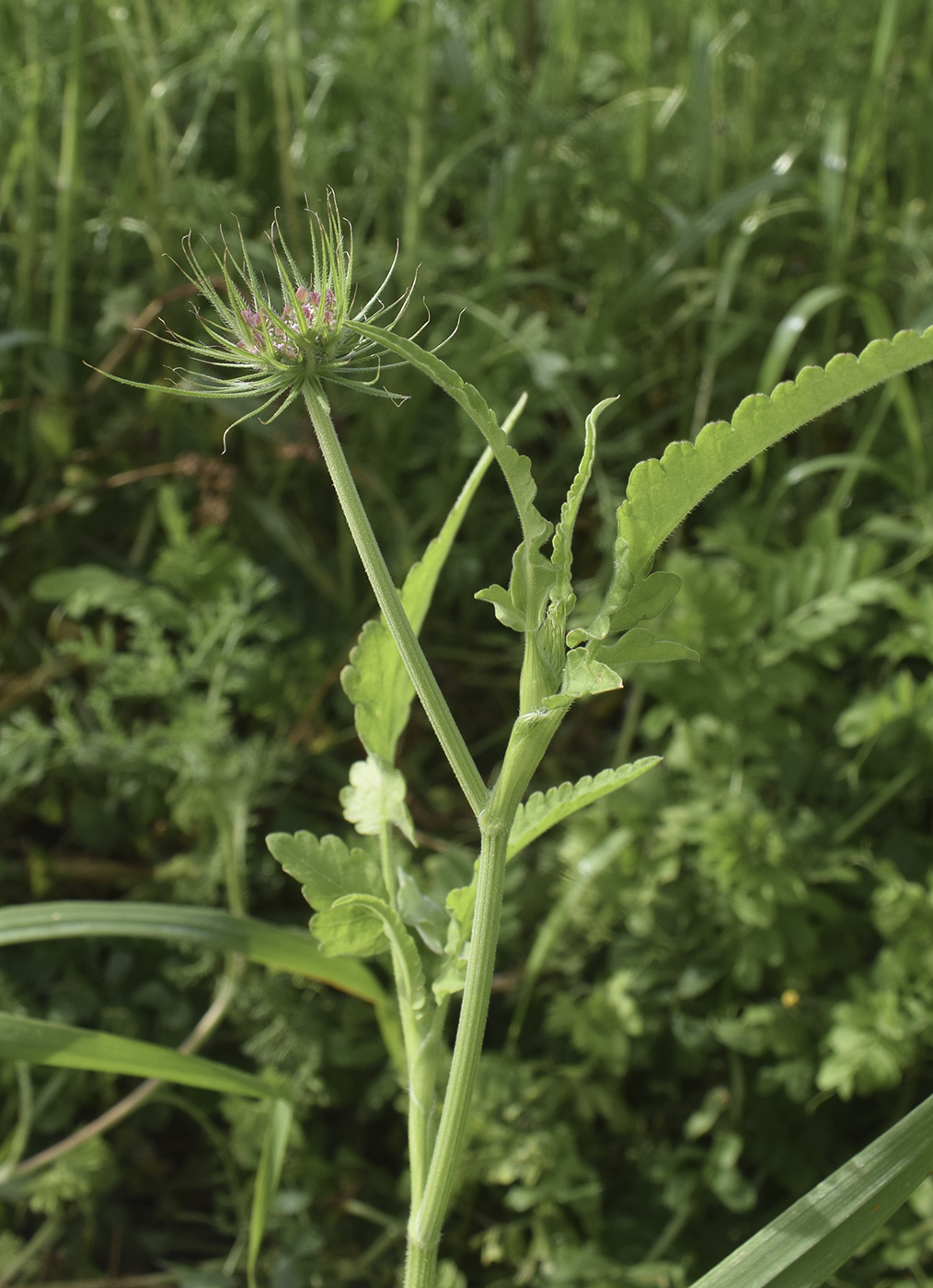Изображение особи Tordylium officinale.