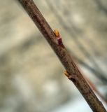 View full-size image genus Salix