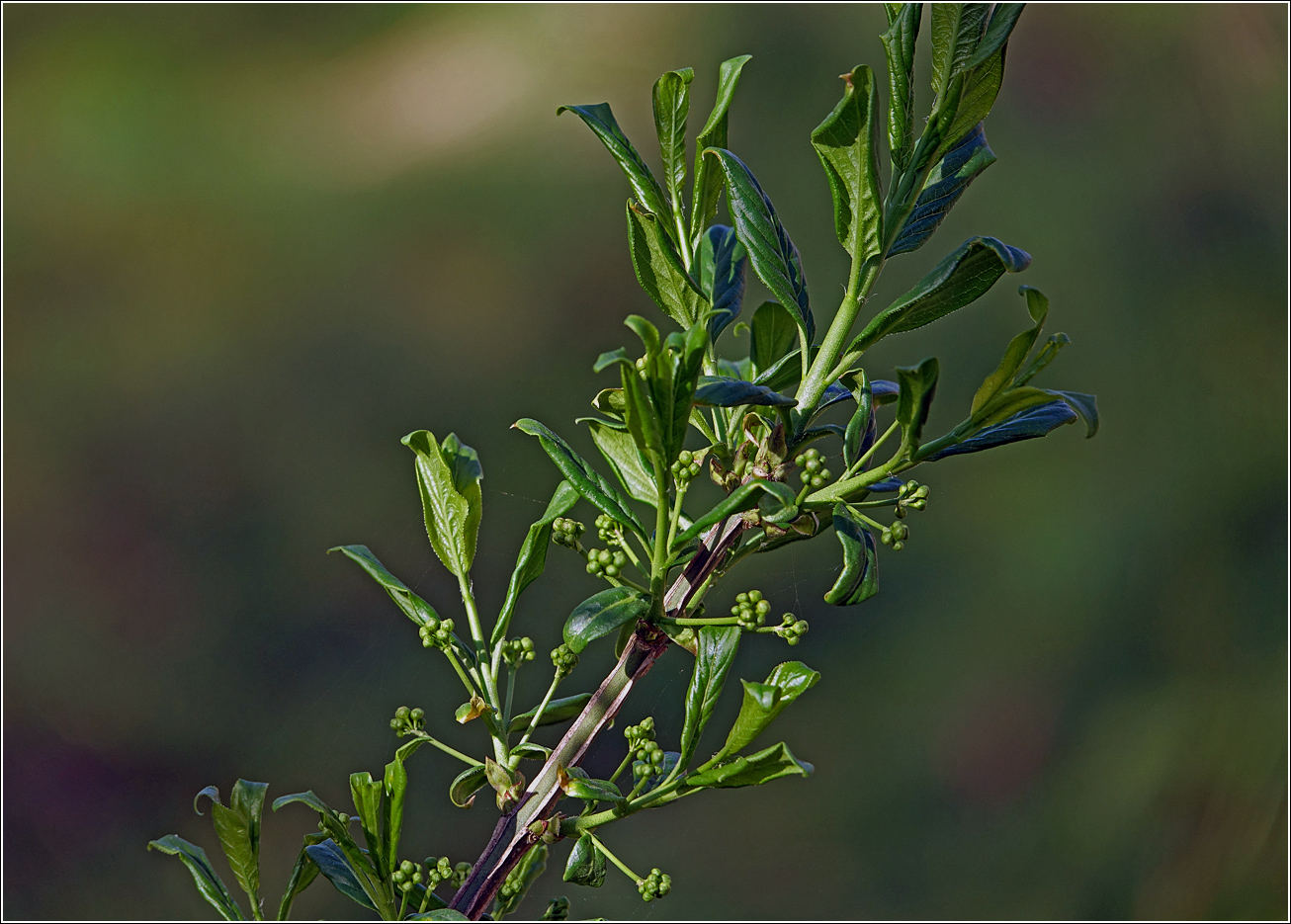 Image of Euonymus europaeus specimen.