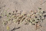 View full-size image genus Astragalus