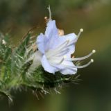 Echium biebersteinii. Цветок. Республика Абхазия, окр. г. Сухум, р. Гумиста. 26.08.2009.