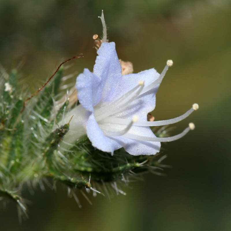 Image of Echium biebersteinii specimen.