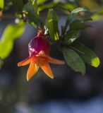 View full-size image Punica granatum