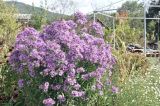 View full-size image Symphyotrichum novae-angliae