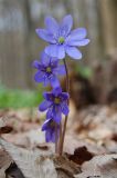 Hepatica nobilis