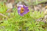 View full-size image Pulsatilla multifida