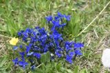 View full-size image Gentiana pontica
