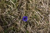 View full-size image genus Gentiana