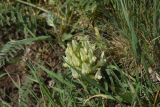 View full-size image Astragalus resupinatus