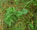 View full-size image Knautia arvensis