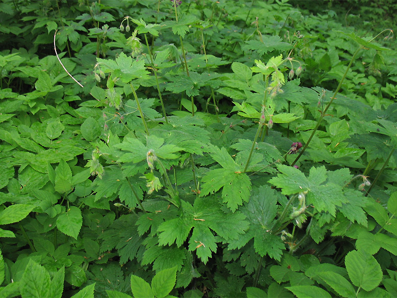 Изображение особи Geranium phaeum.