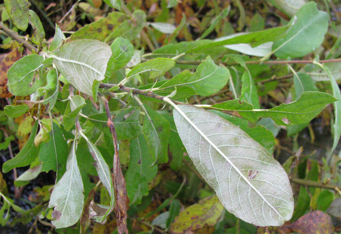 Image of Salix cinerea specimen.