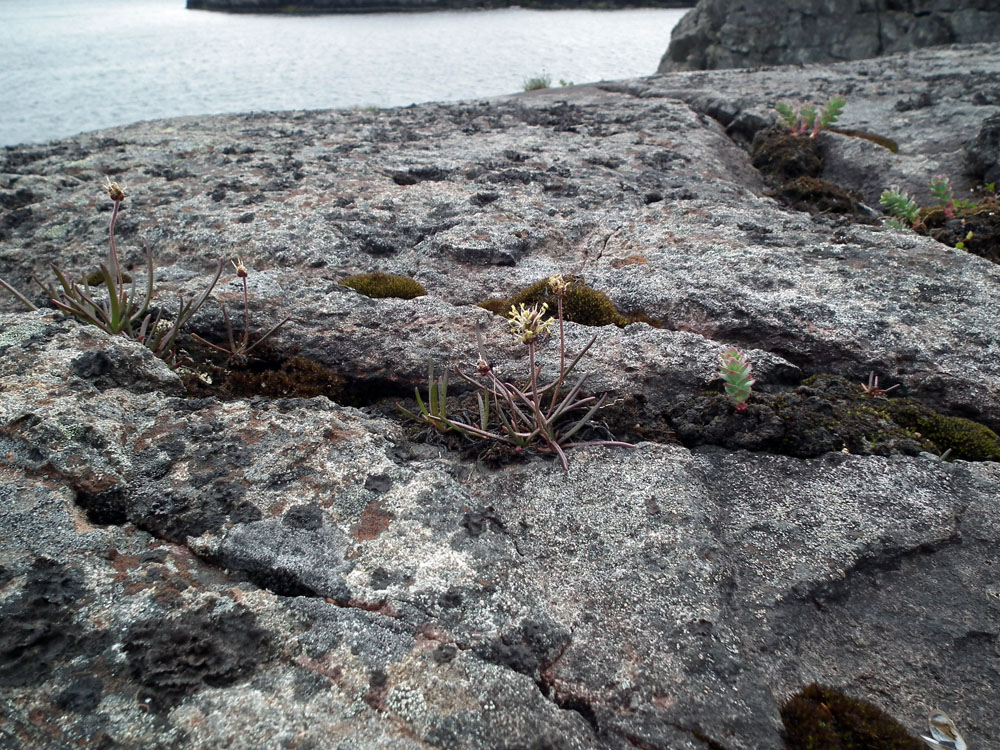 Image of Plantago schrenkii specimen.