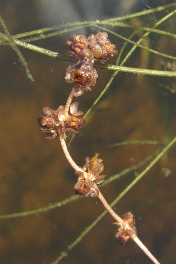 Image of Potamogeton pectinatus specimen.