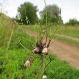 Allium oleraceum