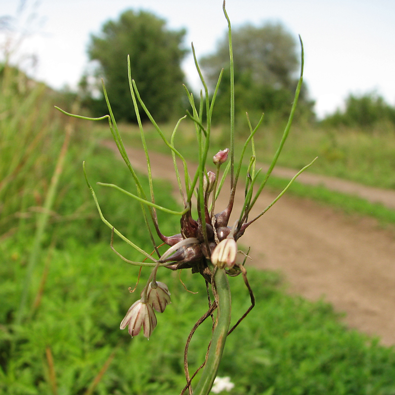 Image of Allium oleraceum specimen.