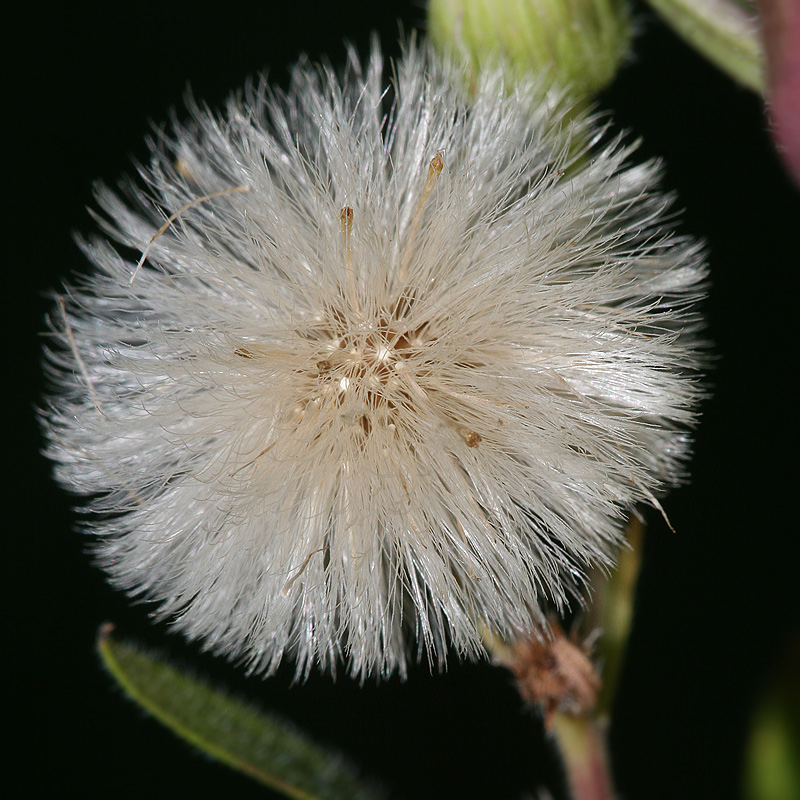 Image of Erigeron podolicus specimen.