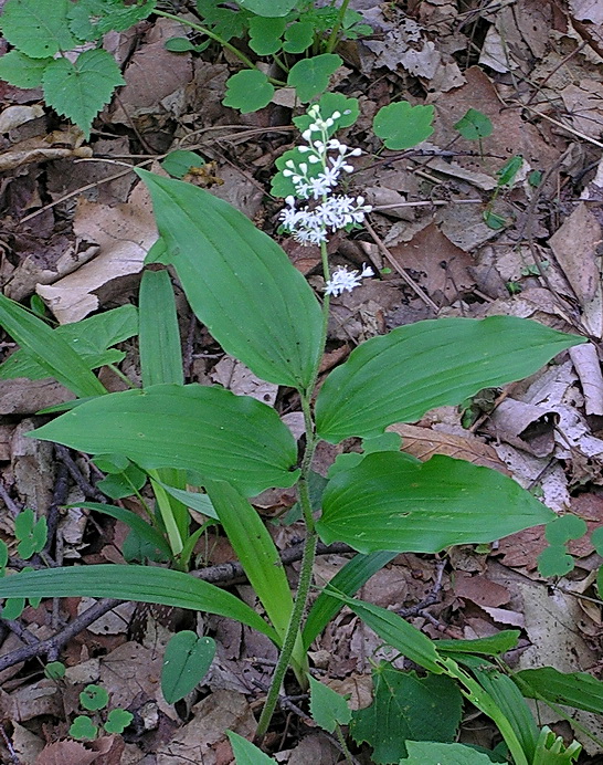 Изображение особи Smilacina hirta.