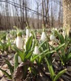 Galanthus plicatus