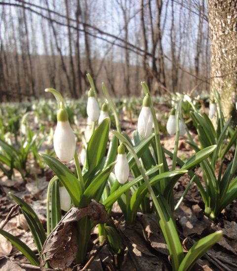 Изображение особи Galanthus plicatus.