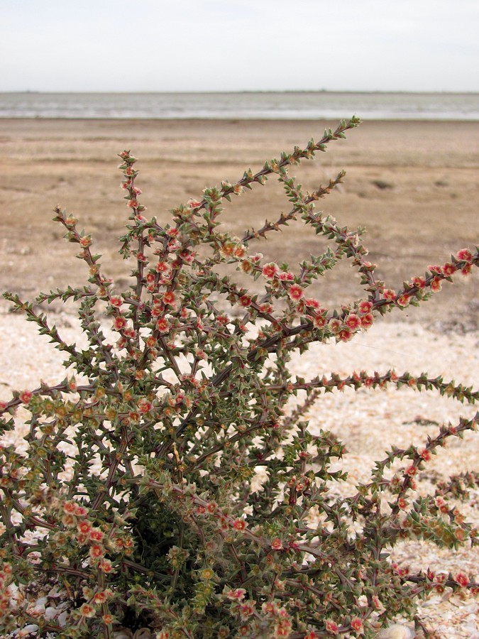 Изображение особи Salsola tragus.