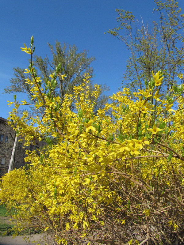 Image of Forsythia &times; intermedia specimen.