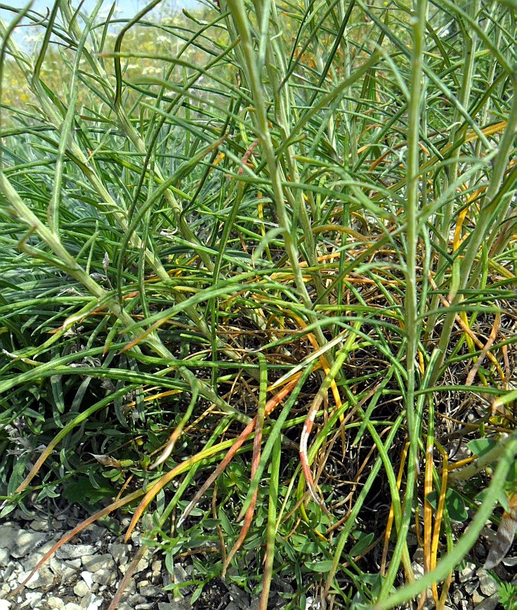 Image of Jurinea stoechadifolia specimen.