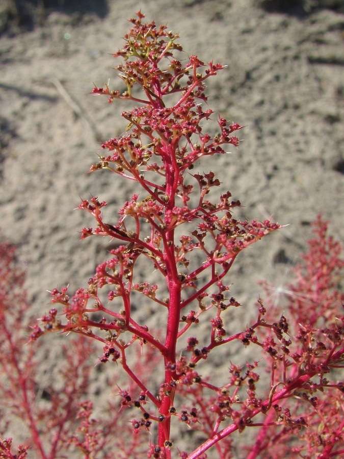 Image of Teloxys aristata specimen.