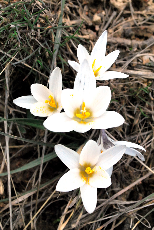 Image of Crocus alatavicus specimen.