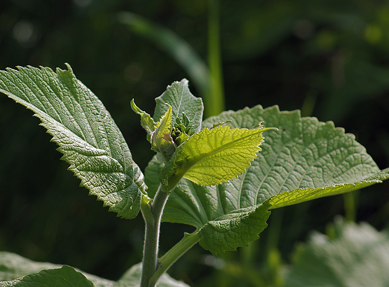 Image of Telekia speciosa specimen.