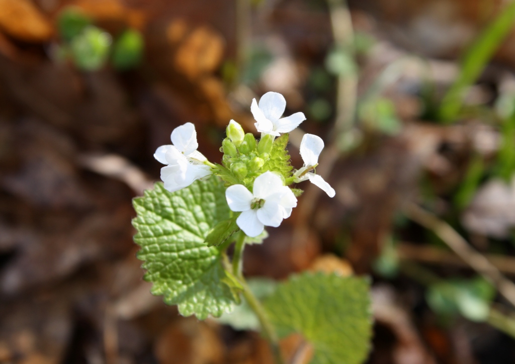 Image of Alliaria petiolata specimen.