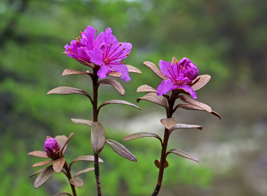 Image of Rhododendron parvifolium specimen.