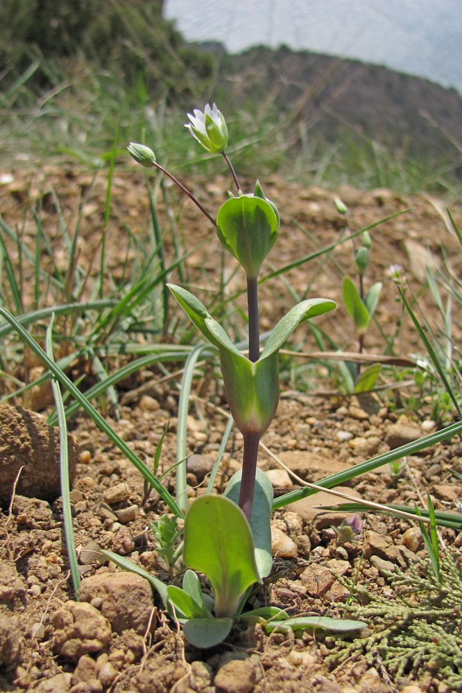 Изображение особи Cerastium perfoliatum.