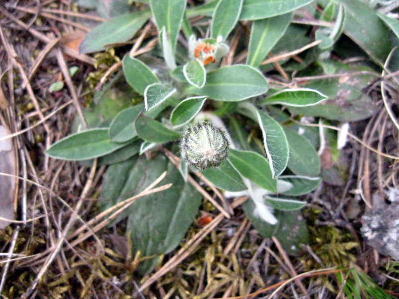 Image of Pilosella officinarum specimen.