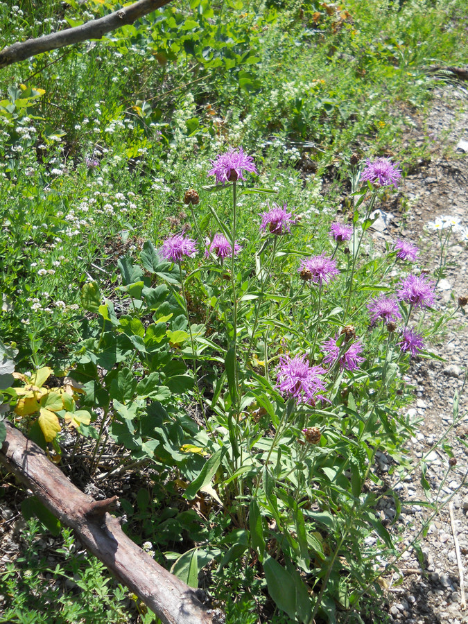 Image of Centaurea jacea specimen.