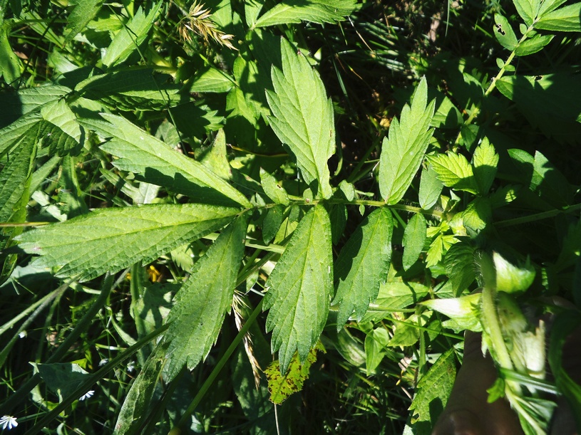 Image of Agrimonia pilosa specimen.