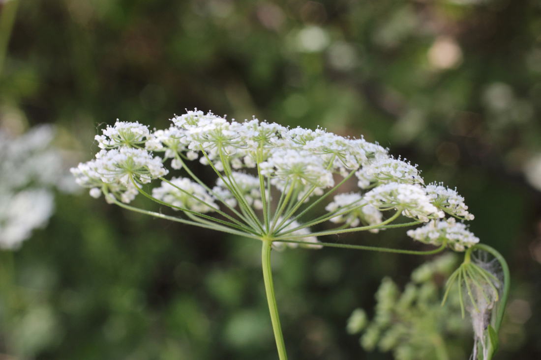 Изображение особи Pimpinella peregrina.