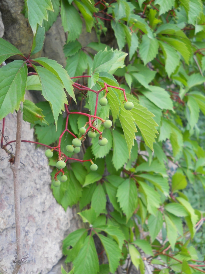 Изображение особи Parthenocissus quinquefolia.