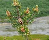 Pinus friesiana. Верхушка молодого дерева с микростробилами (мужскими шишками) и семенной шишкой. Мурманская обл., Североморский р-н, берег Кольского залива. Июль 2008 г.