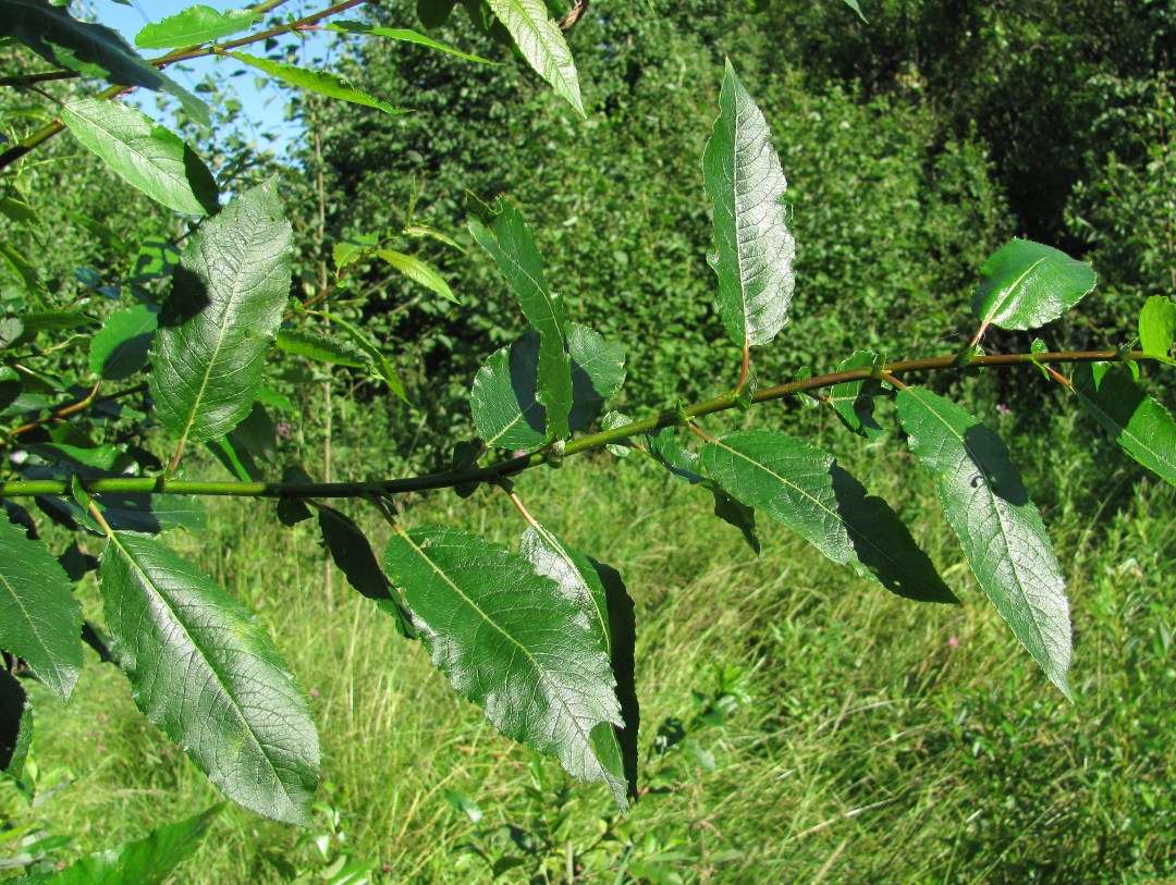 Image of Salix &times; tetrapla specimen.