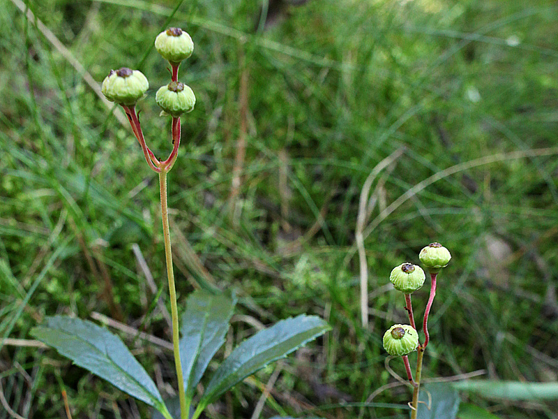 Изображение особи Chimaphila umbellata.