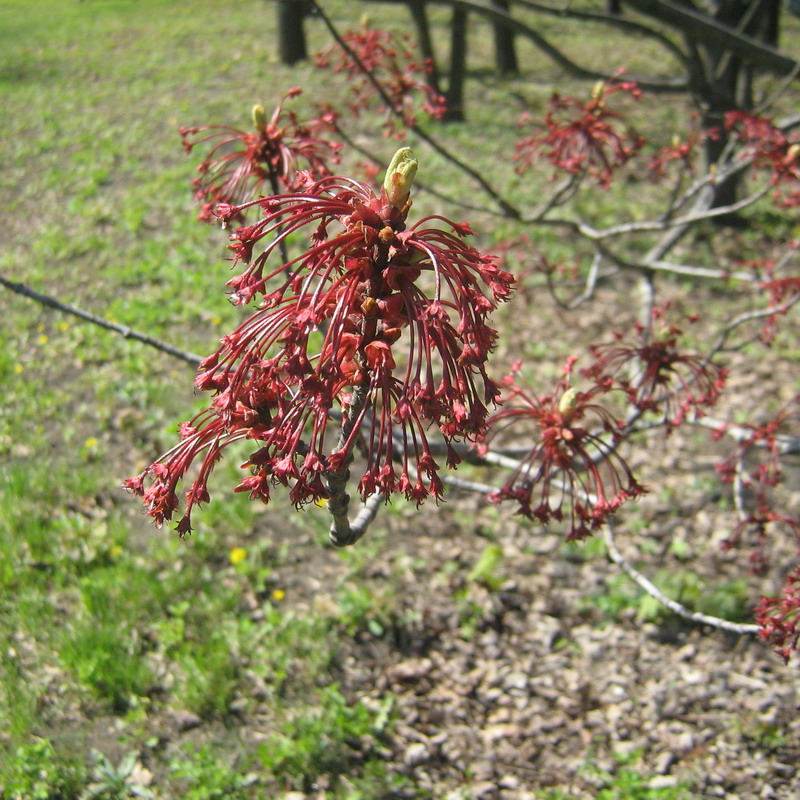 Image of Acer rubrum specimen.