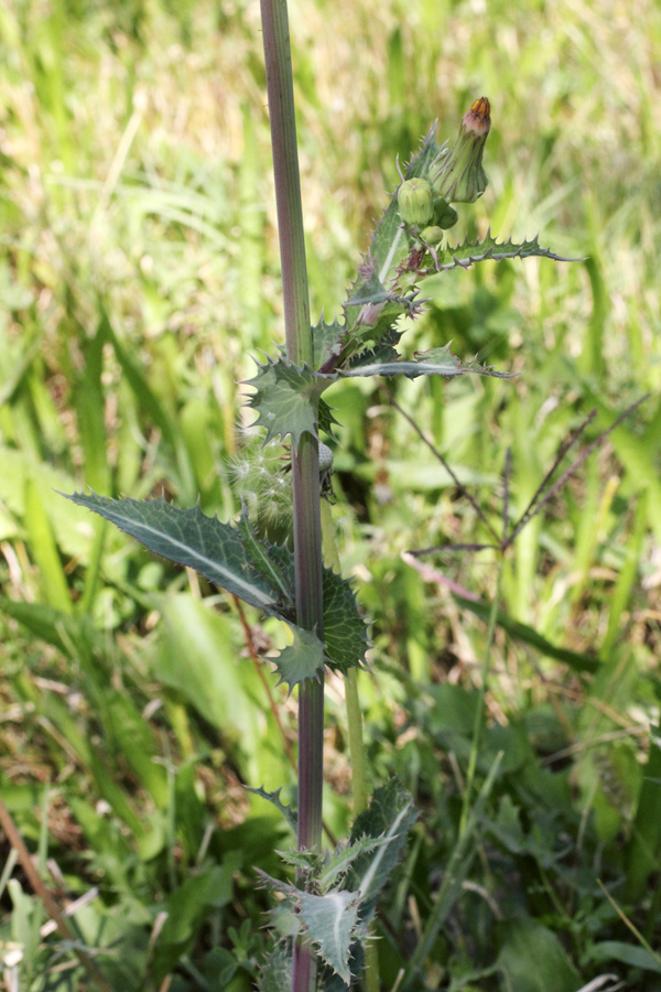 Image of Sonchus asper specimen.