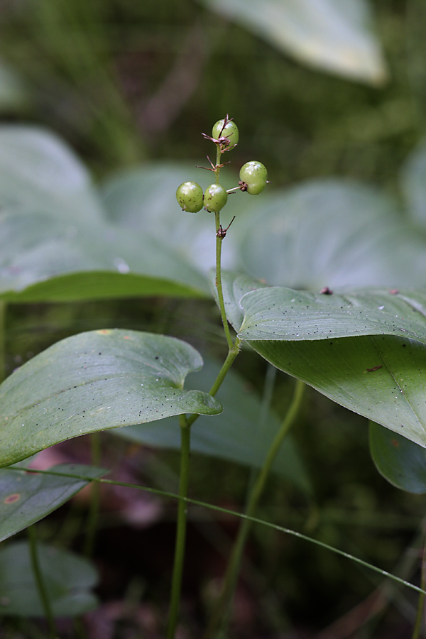 Image of Maianthemum bifolium specimen.