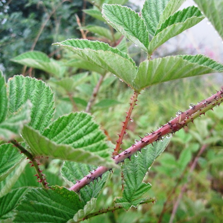 Изображение особи Rubus idaeus.