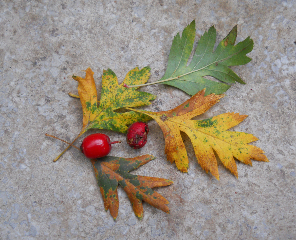 Image of Crataegus stevenii specimen.