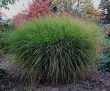 Miscanthus sinensis. Вегетирующее растение. Германия, г. Кемпен, в парке. 26.10.2012.